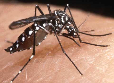 aedes albopictus, moustique vecteur du chikungunya