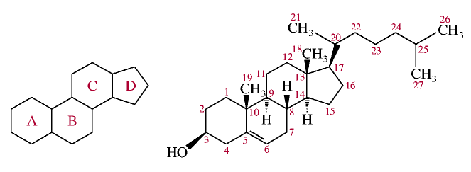 structure et numrotation des cycles 
et des atomes de la molcule de cholestrol